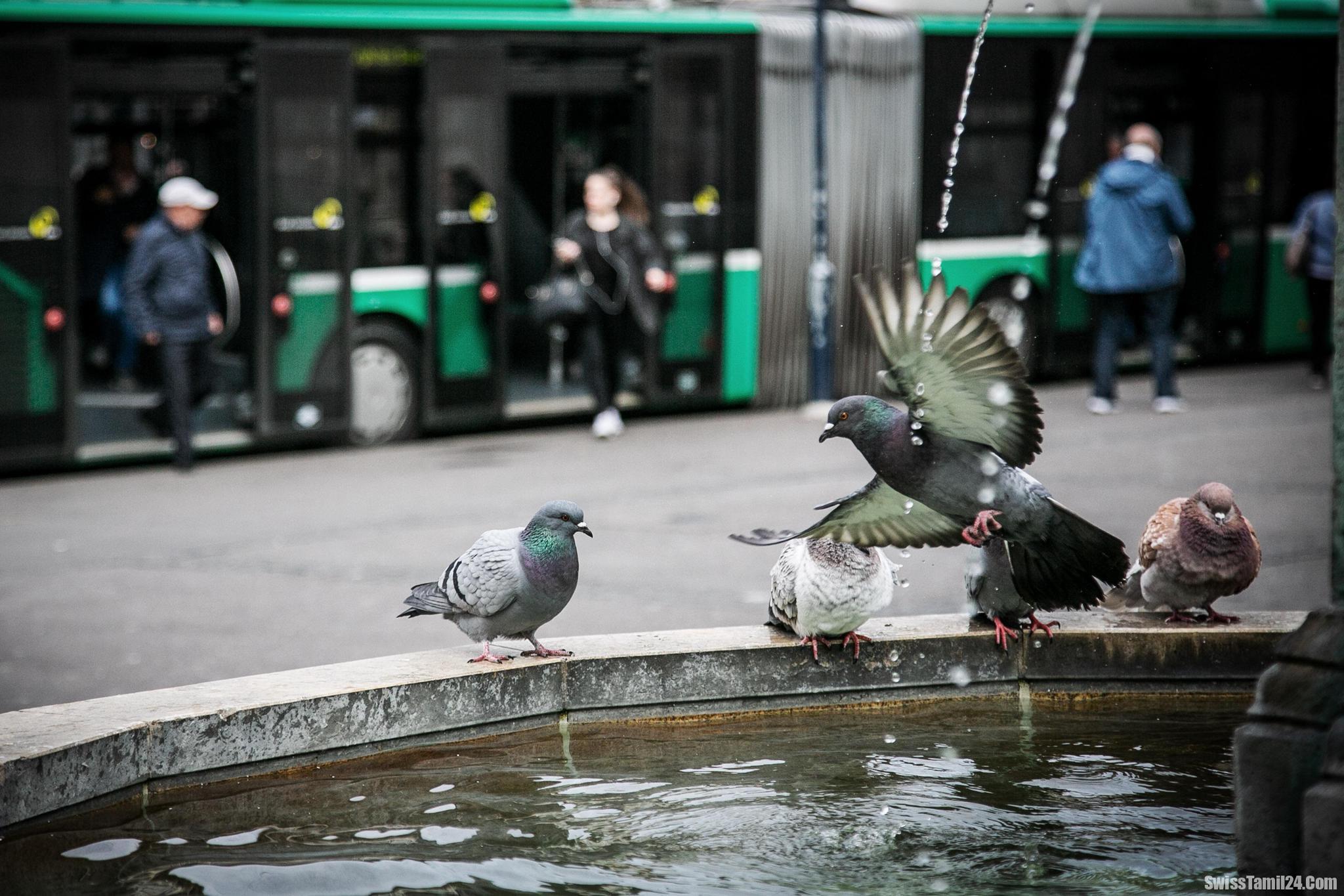 புறா எண்ணிக்கை கட்டுப்பாடு: சுவிட்சர்லாந்தில் நகரங்கள் மத்தியில் கருத்து வேறுபாடு