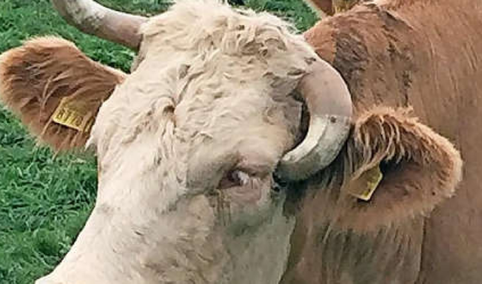 வோட் கன்டோனில் மர்மமாக 300 க்கு அருகிலான மாடுகள் உயிரிழப்பு 6 n9 4