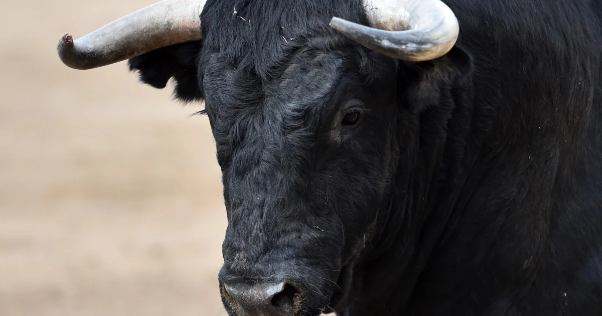 வோட் கன்டோனில் விவசாயி மீது காளை தாக்குதல்: ஒருவர் உயிரிழப்பு